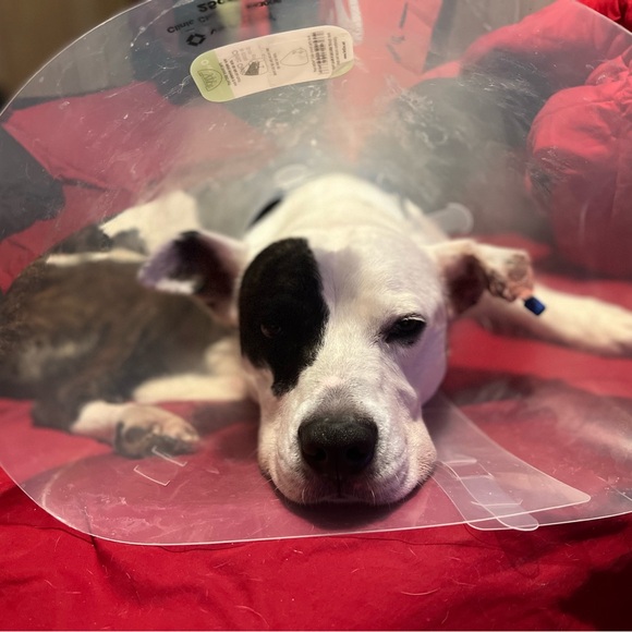 🌟🦴Sloan’s recovery donation 🦴❤️ - Picture 9 of 13